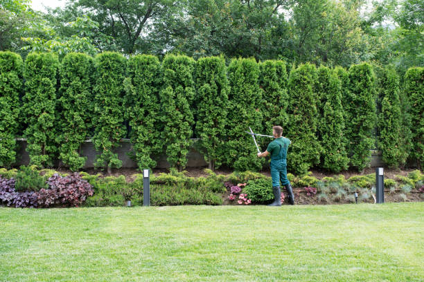 Best Lawn Maintenance Plans  in Raeford, NC